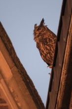 Late light... European Eagle Owl (Bubo bubo), adult bird at sunset on the roof of a church,