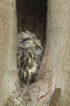 In its tree hollow... Tawny owl (Strix aluco), nocturnal owl, sits during the day in a natural