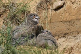 Summer heat... European eagle owl (Bubo bubo), young birds not yet fledged, nestlings seek shelter