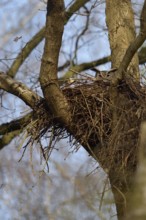 In the hawk's nest... European eagle owl (Bubo bubo) nests, breeds in former raptor nest, eagle owl
