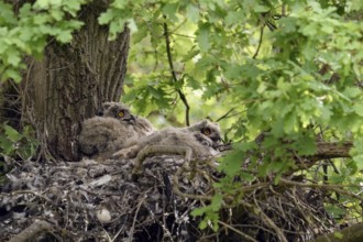 Walduhus... European eagle owl (Bubo bubo), eagle owl nest with four young birds on an old oak