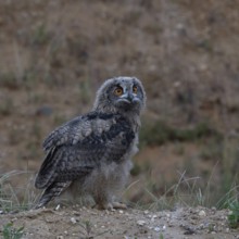On the move... European eagle owl (Bubo bubo), young owl, branchling stands on a small hill in a