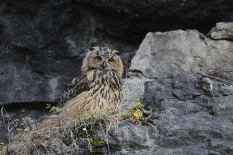In the rock face... European eagle owl (Bubo bubo), young owl sits relaxed in a rock face,