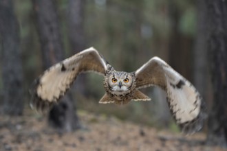 Eye to eye... Bengal Eagle Owl (Bubo bengalensis), eagle owl flies head-on towards the camera, owl