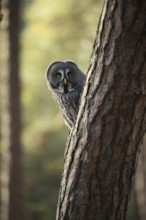 Who's looking... Bearded owl (Strix nebulosa), owl looks curiously interested from behind a tree