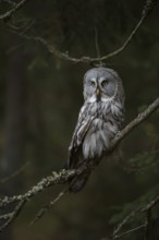 Watchful... Bearded owl (Strix uralensis), the largest owl species in Scandinavia, perched in a