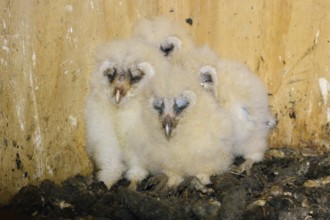 Offspring of the barn owls... Barn owl (Tyto alba), owl chicks, owl nestlings in a nesting aid