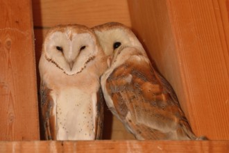 Nestled together... Barn owl (Tyto alba), two young barn owls sitting close together in the wooden