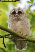 Young owl... Long-eared owl (Asio otus), just fledged young bird, branchling, sitting high up in a
