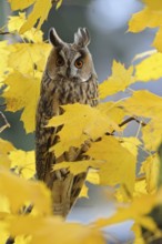 Eye contact... Long-eared owl (Asio otus), owl in its roosting tree amidst golden-yellow coloured