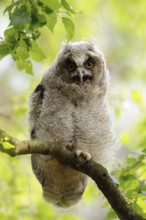Just fledged... Long-eared owl (Asio otus), young owl, owls in moult, sitting in a tree, in a