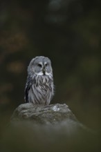 Mystical... Bearded owl (Strix nebulosa) perches on a rock at dusk, characteristic owl species,