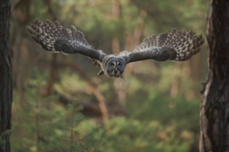 Skilful flyer... Bearded owl (Strix nebulosa) flying silently through the forest, on a prey flight,