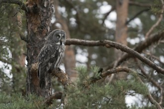 In the pine tree... Bearded owl (Strix nebulosa), large owl on the hunt, looking out for potential