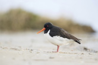 Character bird in the Wadden Sea... Oystercatcher (Haematopus ostralegus), limicole, wading bird,