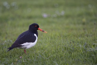 Early in the morning... Oystercatcher (Haematopus ostralegus), limicole, wading bird, foraging in a