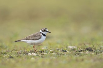Gravel bank habitat... Little Ringed Plover (Charadrius dubius), small native limicole, wading