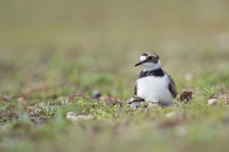 Old bird with offspring... Little Ringed Plover (Charadrius dubius) on a gravel bank, courting,