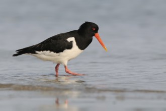In search of food... Oystercatcher (Haematopus ostralegus), limicole, wading bird, runs along the
