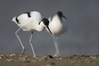 Travelling on long legs... Avocet (Recurvirostra avosetta), unmistakable black and white wading