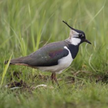 Short crested... Lapwing (Vanellus vanellus), well-known meadow limicole, wading bird that also
