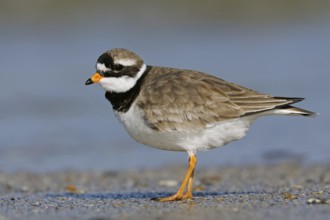 During the breeding season... Ringed Plover (Charadrius hiaticula) in beautiful plumage, breeding