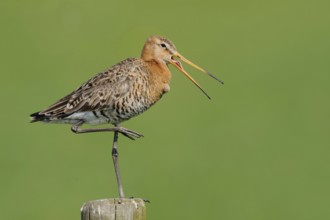 This far and no further... Black-tailed godwit (Limosa limosa) stands exposed on a fence post and