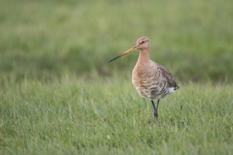 In breeding plumage... Black-tailed godwit (Limosa limosa), adult bird foraging in a wet and damp
