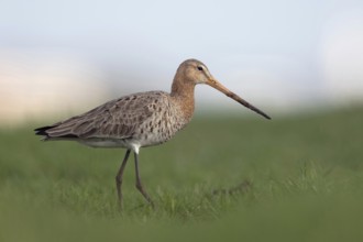 In search of food... Black-tailed godwit (Limosa limosa) on an extensive, wet meadow, typical