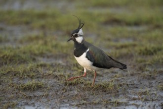 Habitat wet meadows... Lapwing (Vanellus vanellus), typical, widespread, native breeding bird,
