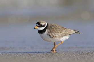 On the beach of Heligoland... Ringed Plover (Charadrius hiaticula) walking along the North Sea tide