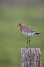 The call... Black-tailed godwit (Limosa limosa), well-known meadow limosa, sitting, standing on a