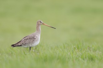 One of our most beautiful meadow birds ... Black-tailed godwit (Limosa limosa) in early spring on a
