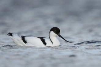 On the high seas... Avocet (Recurvirostra avosetta), swimming on the North Sea coast,