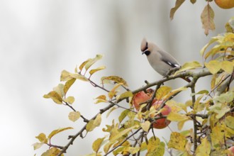 Appetite in an apple tree... Waxwing (Bombycilla garrulus), winter visitor, typical invasive bird