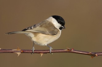 Resident bird... Marsh tit (Poecile palustris), relatively inconspicuous but pretty little tit,