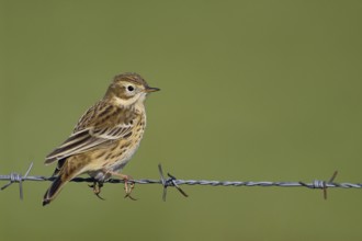 At the Wiesenrain... Meadow pipit (Anthus pratensis) sitting on a barbed wire fence, typical