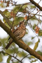In the evening light... Song thrush (Turdus philomelos) sits hidden high up in the bushes, in a