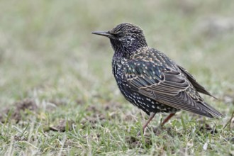 On the meadows of the Lower Rhine... Starling (Sturnus vulgaris) sitting on the ground in the