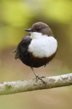 In the grove at the edge of the bank... White-throated Dipper (Cinclus cinclus) resting relaxed on