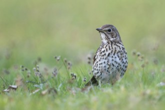 In spring... Song thrush (Turdus philomelos) on the lookout for potential dangers, looking around