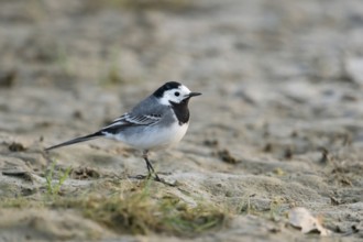 On the ground... White wagtail (Motacilla alba), in places common, typical and generally known