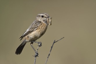 Food for the offspring... Stonechat (Saxicola torquata), female sits with prey in her beak on the