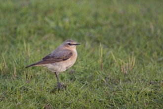 Early morning light... Wheatear (Oenanthe oenanthe), widespread but rather unknown songbird, native