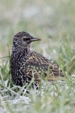 Always keeping an eye on the others... Starling (Sturnus vulgaris) sitting on the ground in the
