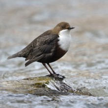 White-throated Dipper (Cinclus cinclus) standing on a stone in the middle of the fast-flowing water
