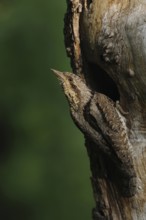 Safeguarding view in front of the breeding den... Wryneck (Jynx torquilla) looks around in typical