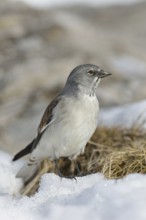 In the typical habitat... Snow sparrow (Montifringilla nivalis) among snow remains in early spring