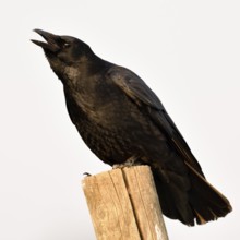 Crow, crow, crow... Raven crow (Corvus corone), also called carrion crow, sits on a fence post,