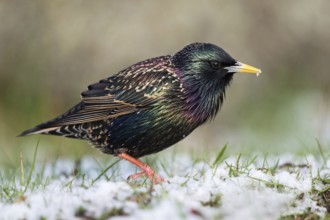 Foraging in the snow... Starling (Sturnus vulgaris) in iridescent breeding plumage foraging in the